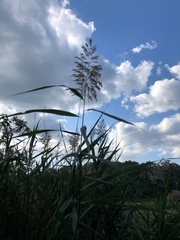 Phragmites australis