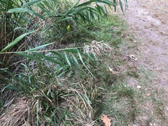 Phragmites australis