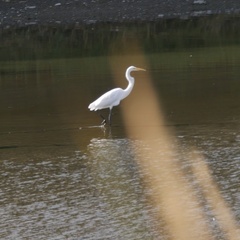 Ardea alba