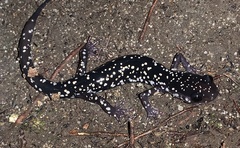 Plethodon kentucki
