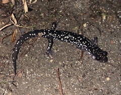 Plethodon kentucki