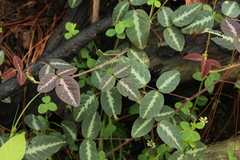 Desmodium uncinatum
