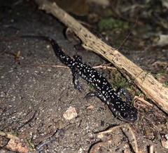 Plethodon kentucki