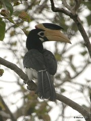 Anthracoceros coronatus