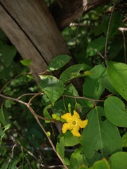 Mandevilla subsagittata