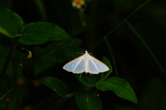Diaphania costata