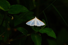 Diaphania costata