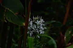 Cleoserrata speciosa