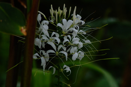 Cleoserrata speciosa observed 2020-09-15
