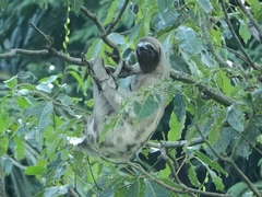 Bradypus variegatus tapajoensis