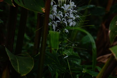 Cleoserrata speciosa