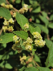 Lippia chiapasensis