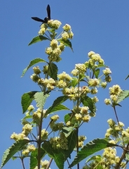 Lippia chiapasensis