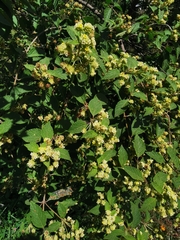 Lippia chiapasensis