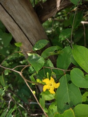 Mandevilla subsagittata