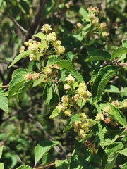 Lippia chiapasensis