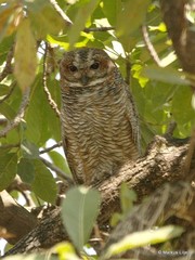 Strix ocellata