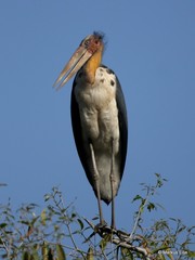 Leptoptilos javanicus