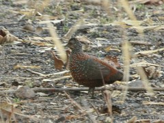 Galloperdix lunulata