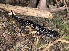 Plethodon kentucki