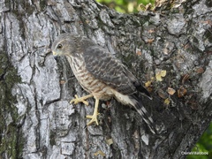 Rupornis magnirostris