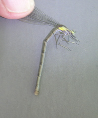 Chromagrion conditum