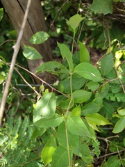 Mandevilla subsagittata