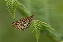 Heteropterus morpheus