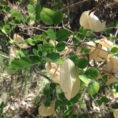 Colutea