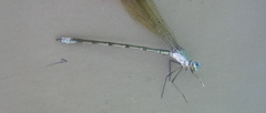 Lestes eurinus