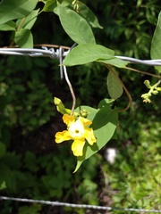 Mandevilla subsagittata