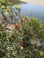 Erythrina ×sykesii