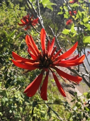 Erythrina ×sykesii
