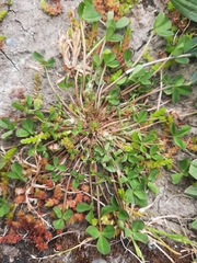 Trifolium suffocatum