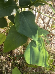 Erythrina ×sykesii