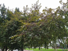 Angiospermae