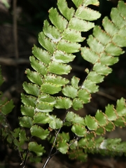 Adiantum silvaticum