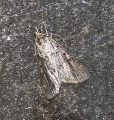 Araeomorpha diplopa