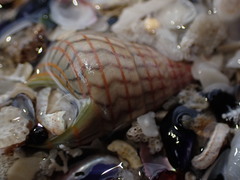 Phasianotrochus bellulus