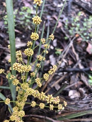 Lomandra multiflora dura