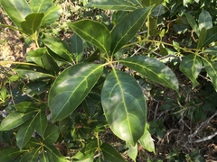 Cissus sterculiifolia