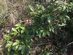 Cissus sterculiifolia