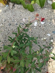 Aculops euphorbicolus