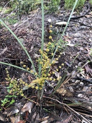 Lomandra multiflora dura
