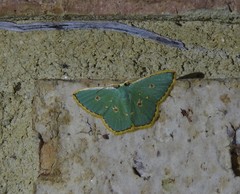 Comostola nereidaria