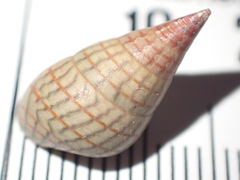 Phasianotrochus bellulus