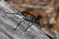 Podalonia tydei suspiciosa
