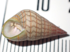 Phasianotrochus bellulus