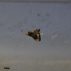Rehimena cissophora