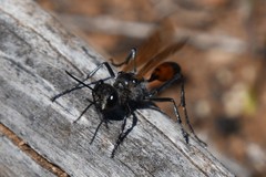 Podalonia tydei suspiciosa